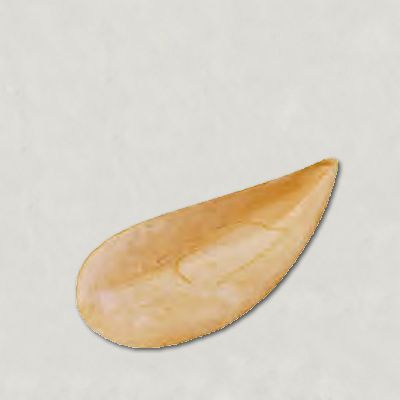 Mussel shaped tartlet 80mm-medium